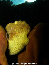 Frogfish with his lure out. Taken with an Olympus 7070 an... by Kim Dudgeon-Heany 